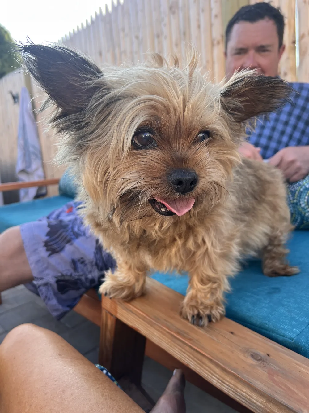 Hashtag, a small, very handsome terrier, standing on a patio bench